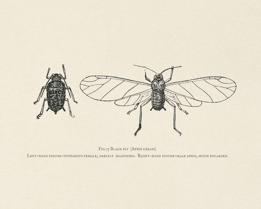 The fruit grower's guide : Vintage illustration of black fly