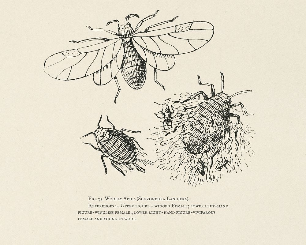 The fruit grower's guide : Vintage illustration of schizoneura lanigera, woolly aphis