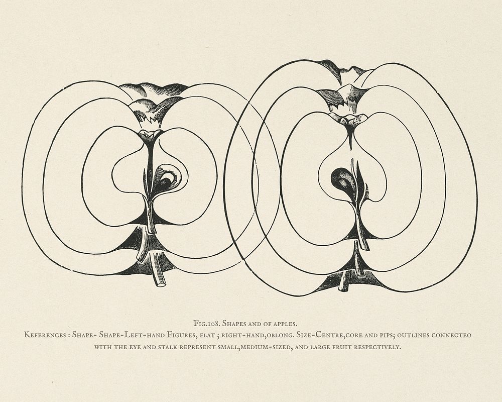 The fruit grower's guide : Vintage illustration of apples, shapes, sizes