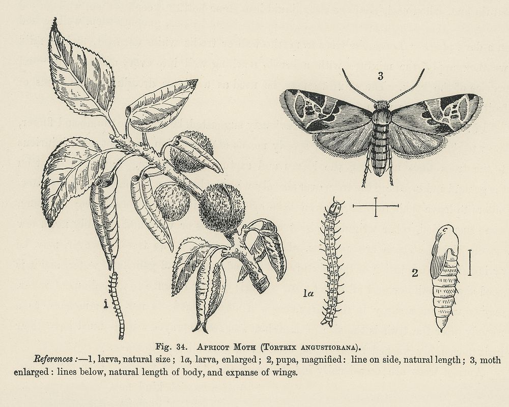 Vintage illustration of apricot moth digitally enhanced from our own vintage edition of The Fruit Grower's Guide (1891) by…
