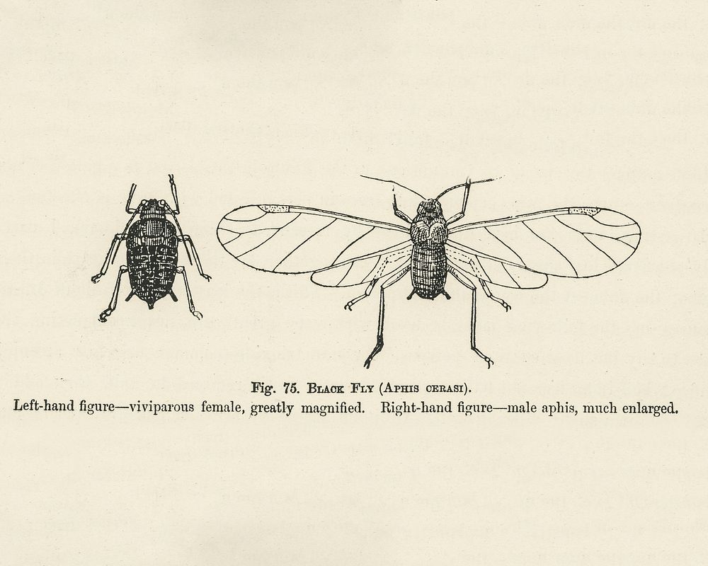 Vintage illustration of black fly digitally enhanced from our own vintage edition of The Fruit Grower's Guide (1891) by John…