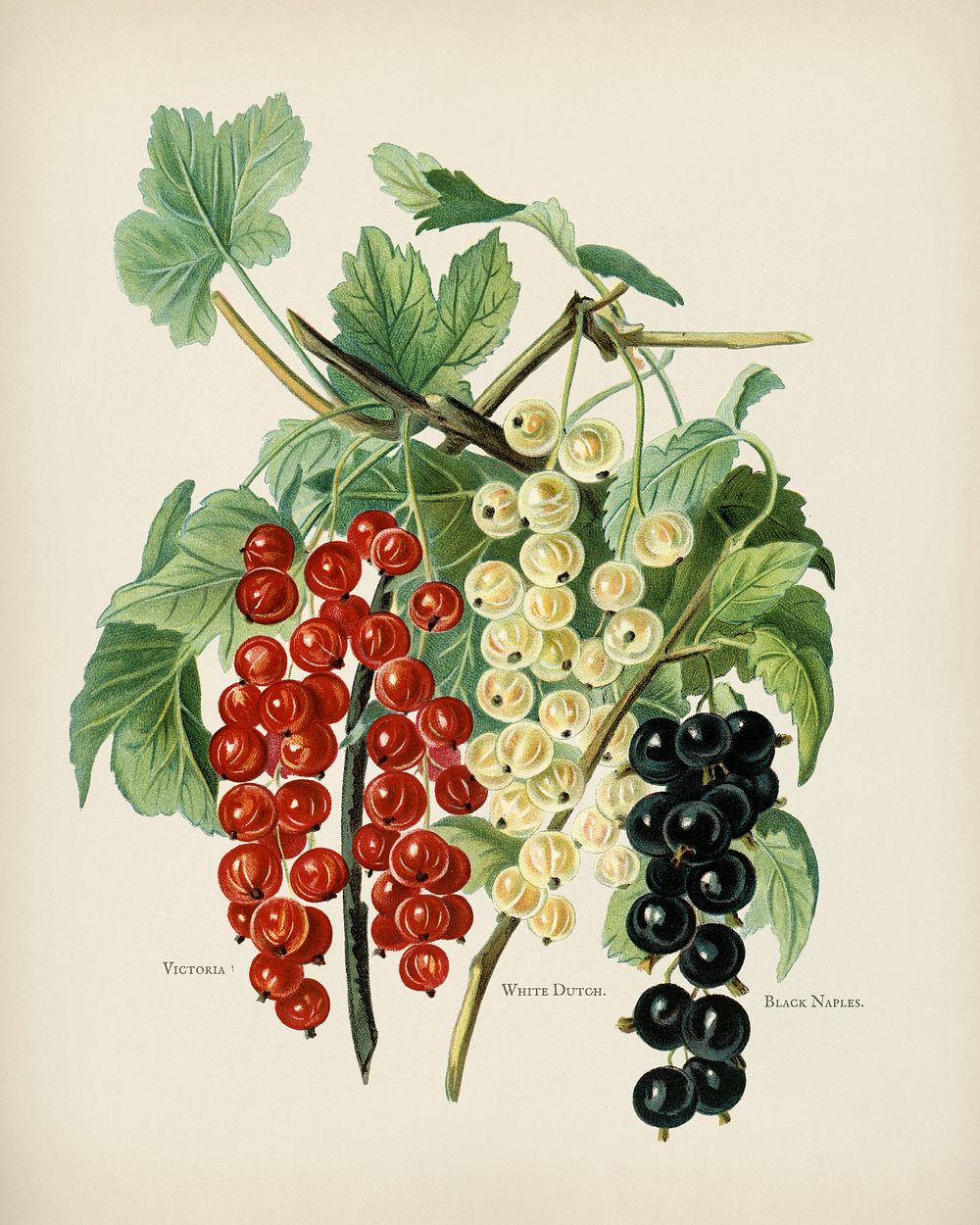 The fruit grower's guide : Vintage illustration of black naples, victoria, white dutch currants