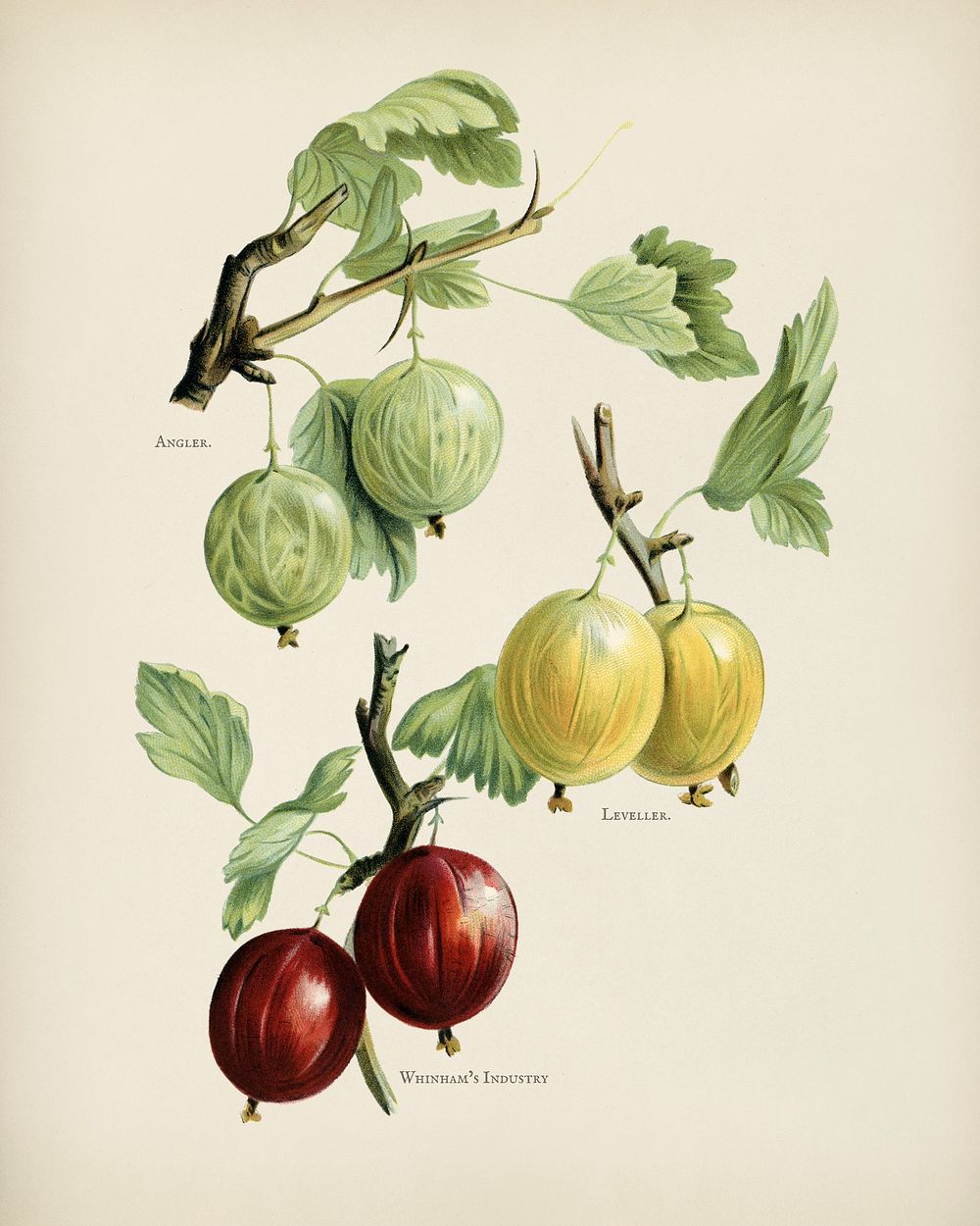 The fruit grower's guide : Vintage illustration of gooseberries 