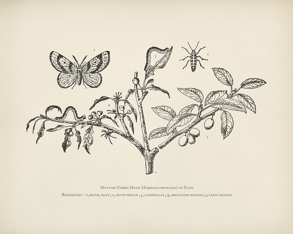 The fruit grower's guide : Vintage illustration of branch, caterpillar, hybernia defoliaria, moth, mottled umber moth, plum