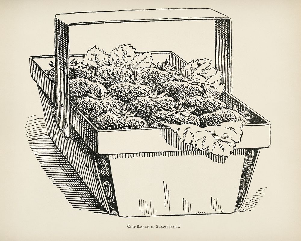 The fruit grower's guide : Vintage illustration of chip baskets, strawberries