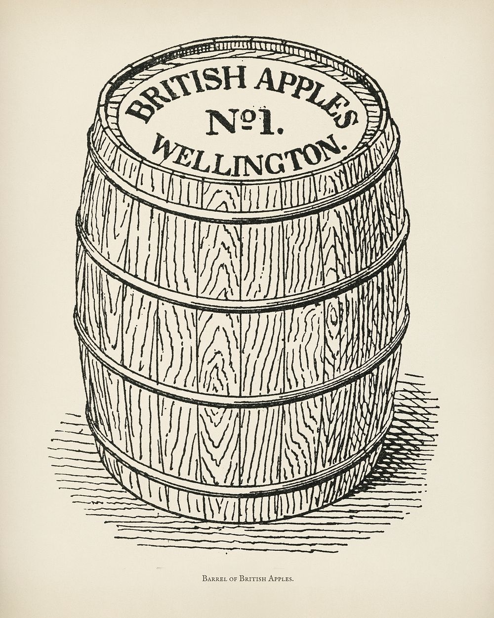 The fruit grower's guide : Vintage illustration of british apples, wellington barrel