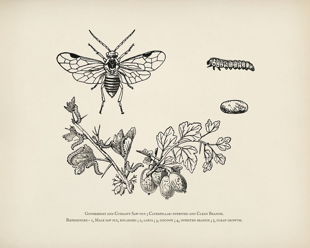 The fruit grower's guide : Vintage illustration of caterpillar-infested, clean branoh, currant saw-fly, gooseberry