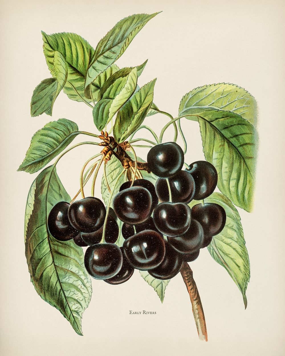 The fruit grower's guide : Vintage illustration of early rivers cherries