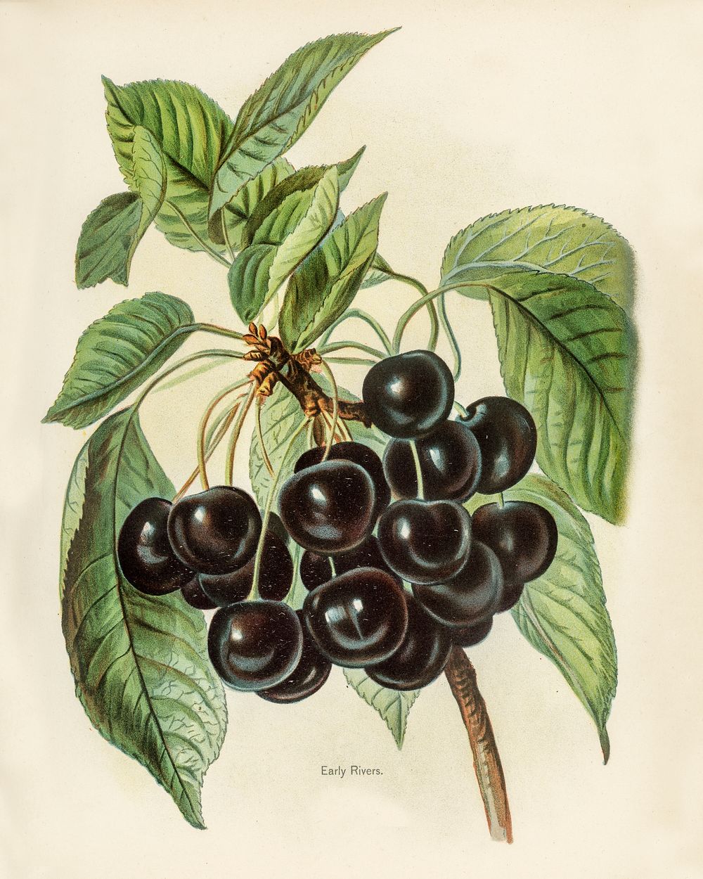Vintage illustration of early rivers cherries digitally enhanced from our own vintage edition of The Fruit Grower's Guide…