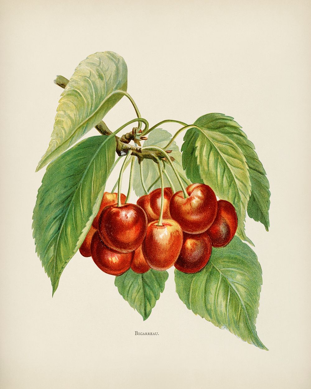 The fruit grower's guide : Vintage illustration of bigarreau cherries