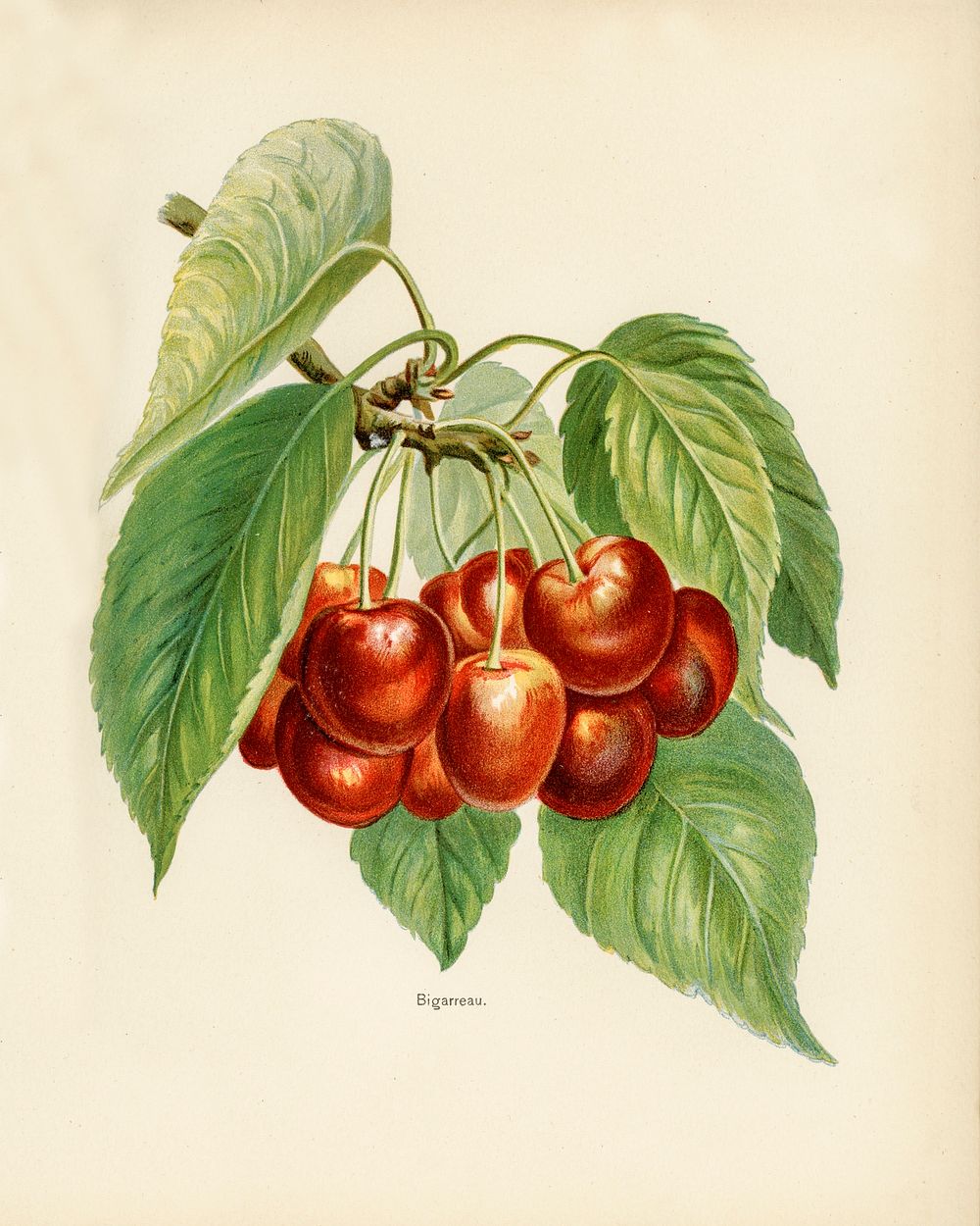 Vintage illustration of bigarreau cherries digitally enhanced from our own vintage edition of The Fruit Grower's Guide…