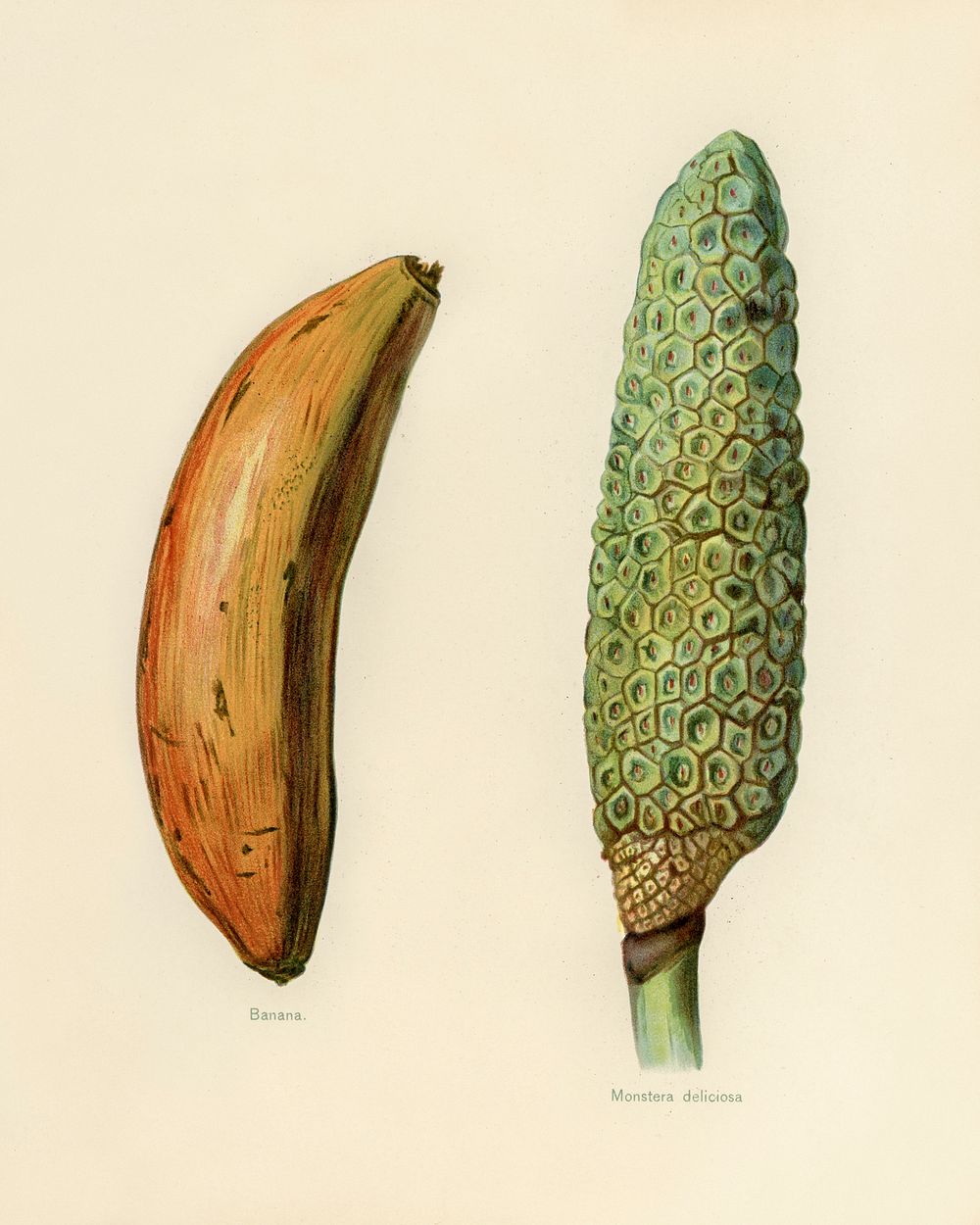 Vintage illustration of banana, monstera deliciosa digitally enhanced from our own vintage edition of The Fruit Grower's…