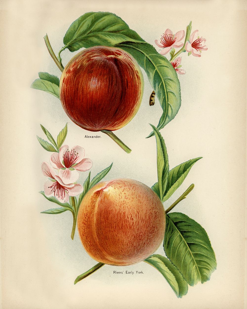 Vintage illustration of alexander, rivers' early york nectarines digitally enhanced from our own vintage edition of The…