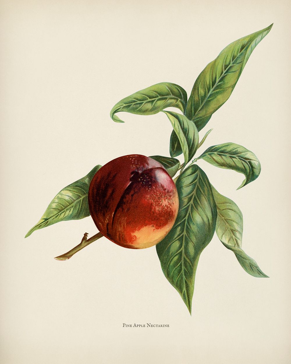 The fruit grower's guide : Vintage illustration of pine apple nectarines