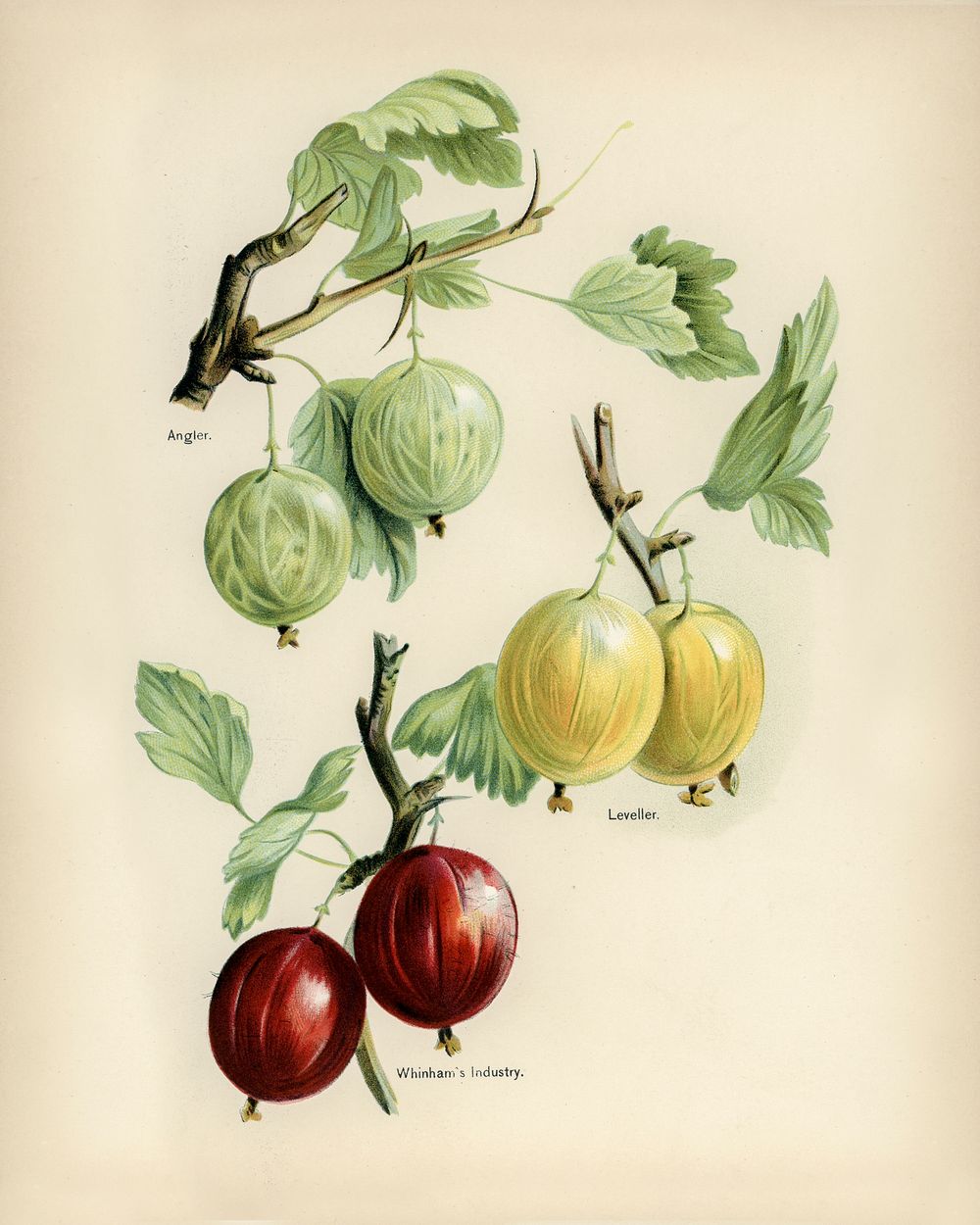Vintage illustration of early transparent gage digitally enhanced from our own vintage edition of The Fruit Grower's Guide…