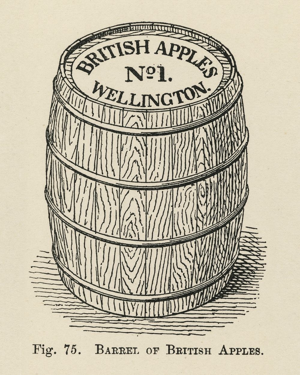 The fruit grower's guide : Vintage illustration of british apples, wellington
