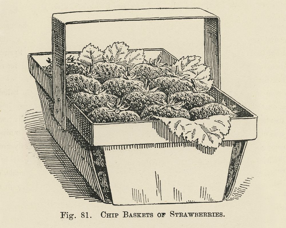Vintage illustration of chip baskets, strawberries digitally enhanced from our own vintage edition of The Fruit Grower's…