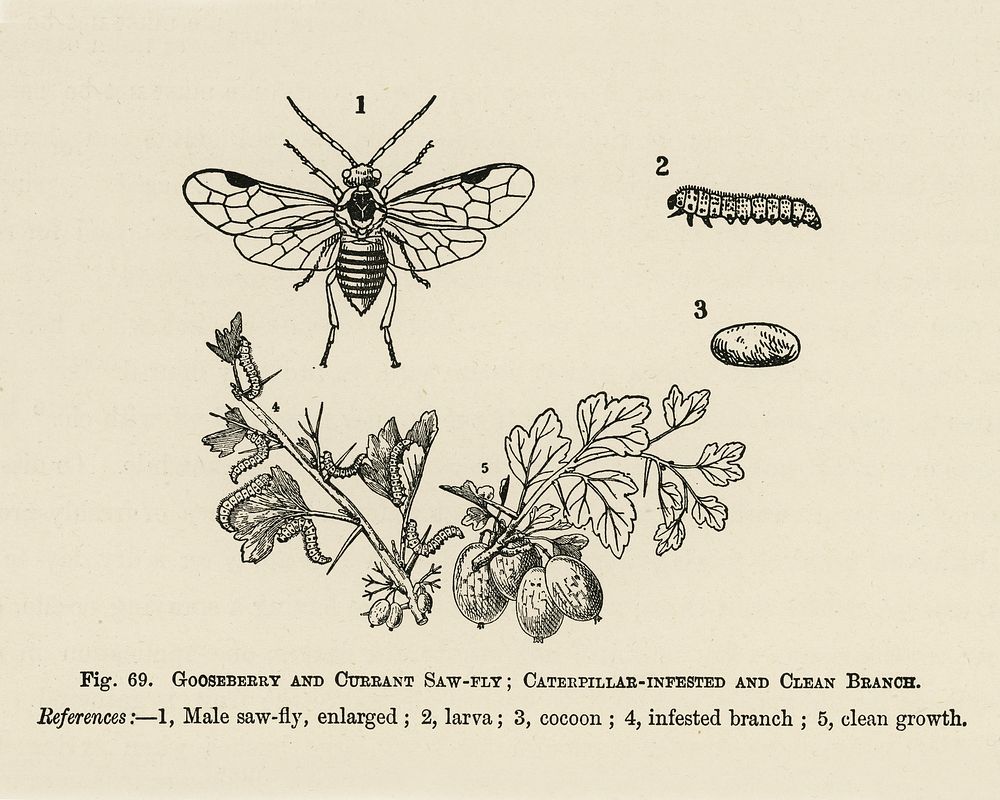 Vintage illustration of caterpillar-infested, clean branoh, currant saw-fly, gooseberry digitally enhanced from our own…