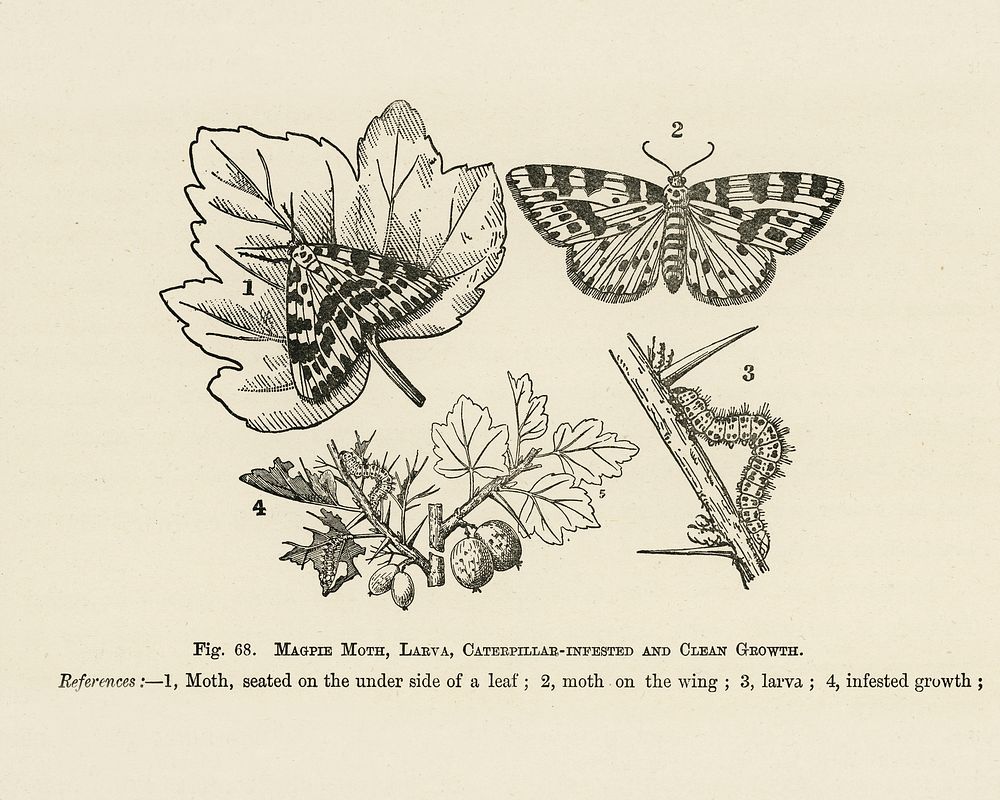 Vintage illustration of maple moth digitally enhanced from our own vintage edition of The Fruit Grower's Guide (1891) by…
