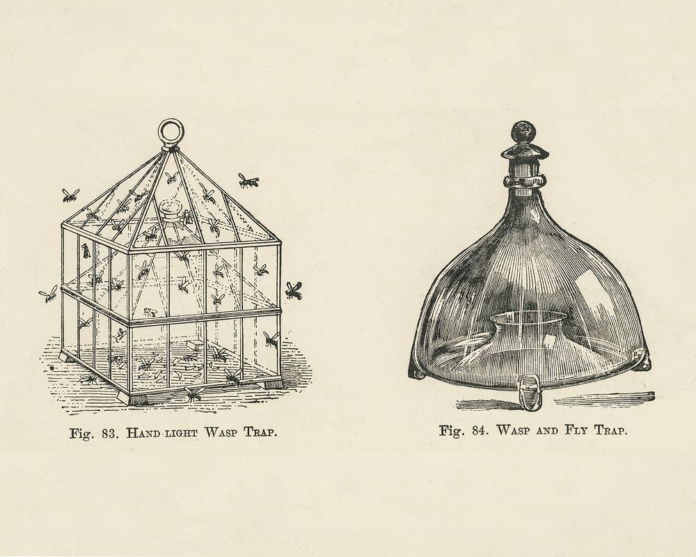 Vintage illustration of a wasp trap digitally enhanced from our own vintage edition of The Fruit Grower's Guide (1891) by…
