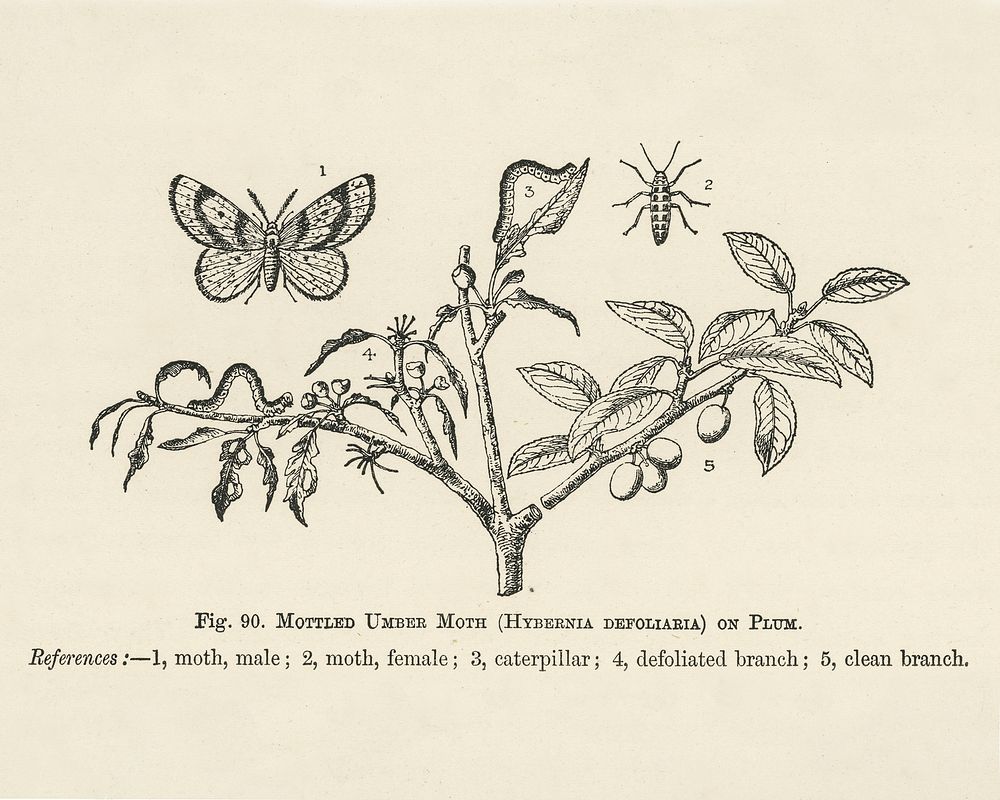Vintage illustration of branch, caterpillar, hybernia defoliaria, moth, mottled umber moth, plum digitally enhanced from our…