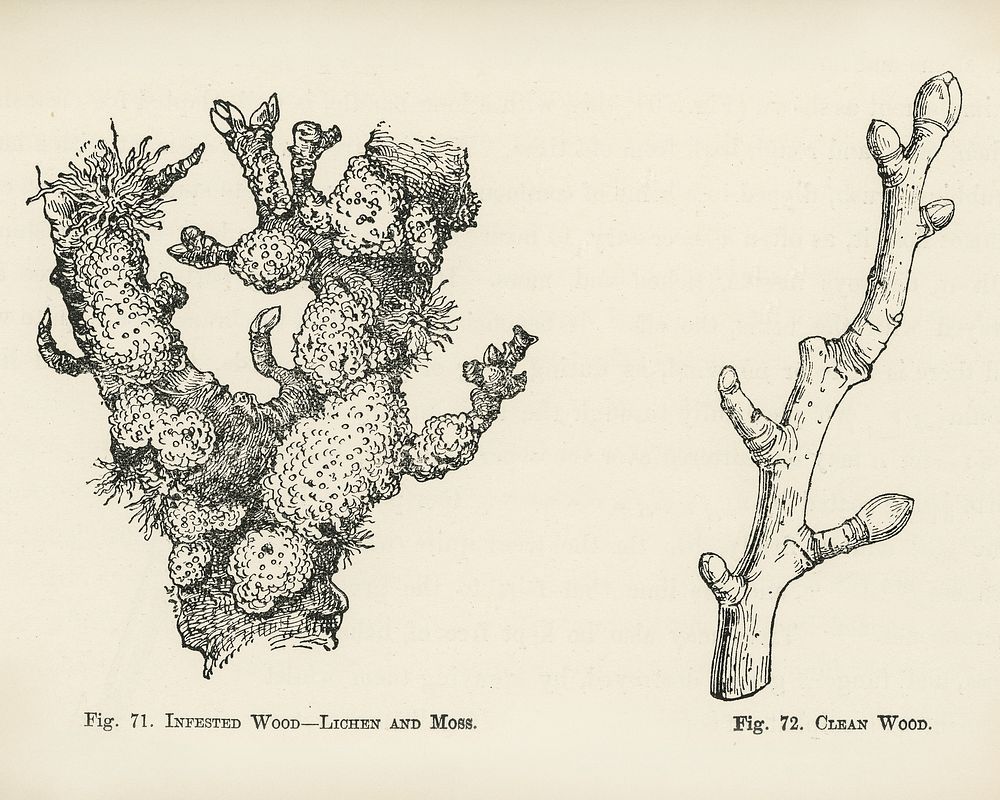 Vintage illustration of clean wood, infested wood, lichen, moss digitally enhanced from our own vintage edition of The Fruit…