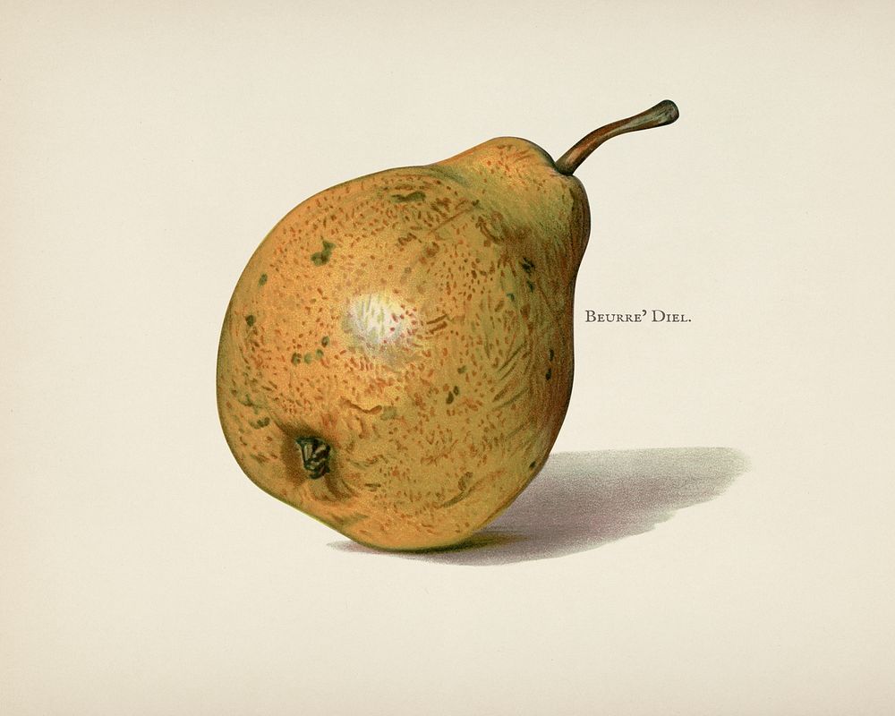 The fruit grower's guide : Vintage illustration of pears