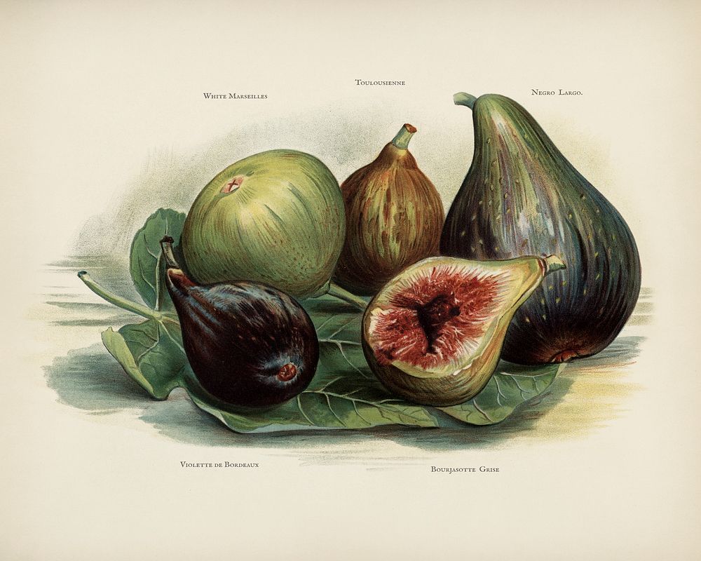 The fruit grower's guide : Vintage illustration of figs