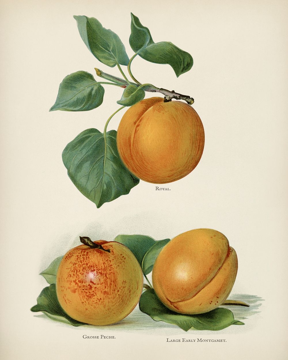 The fruit grower's guide : Vintage illustration of apricots