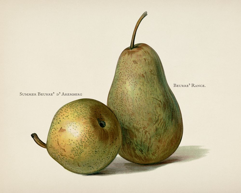 The fruit grower's guide : Vintage illustration of pear
