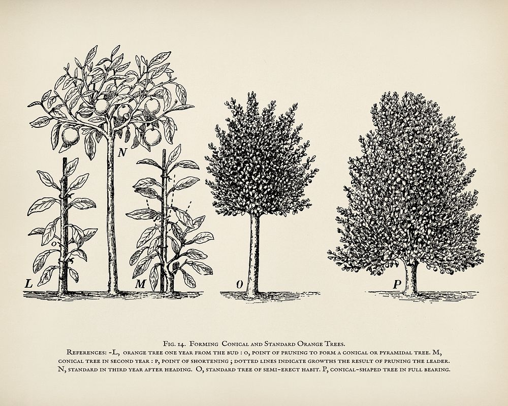 The fruit grower's guide : Vintage illustration of trees pruning