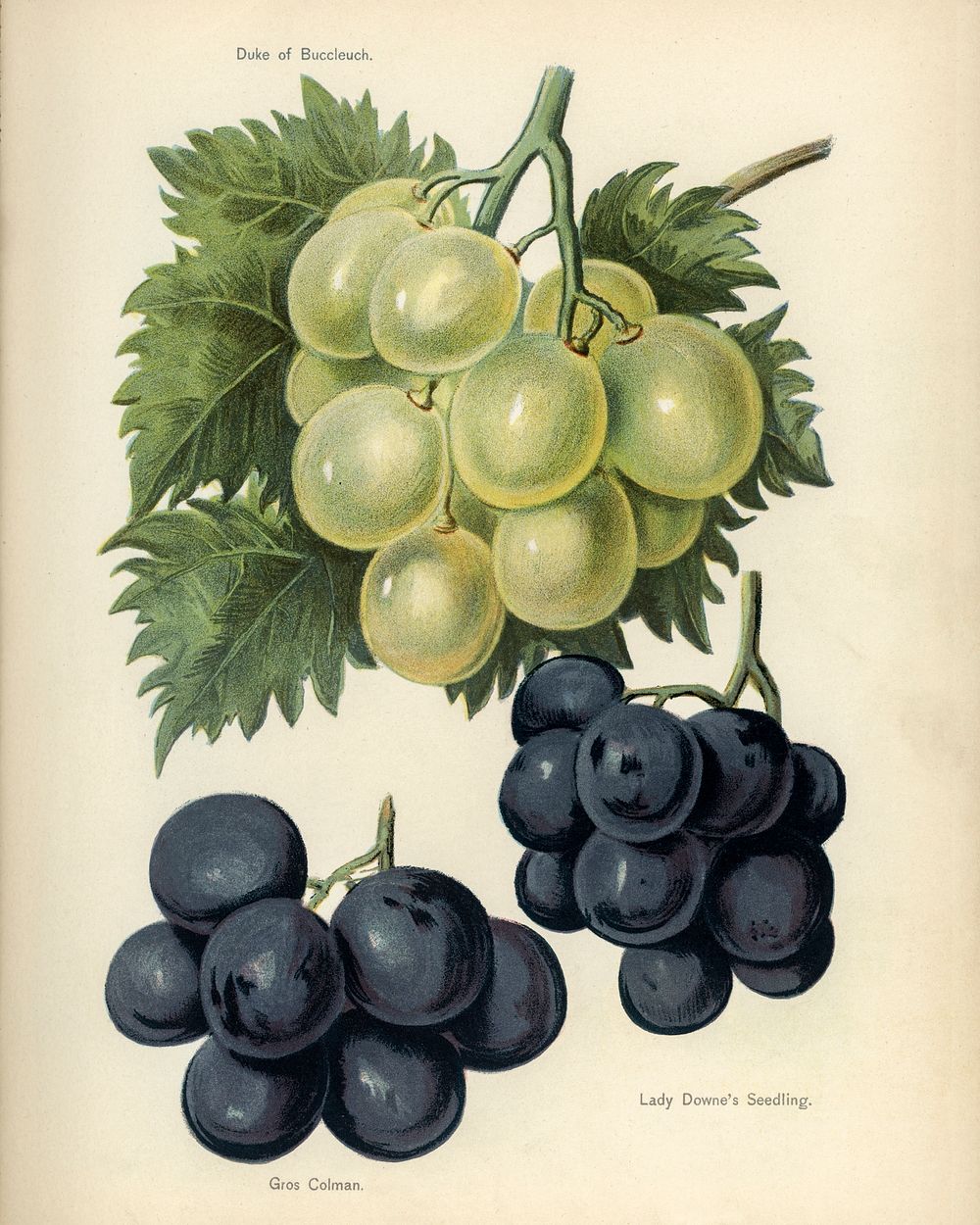 Vintage illustration of grapes digitally enhanced from our own vintage edition of The Fruit Grower's Guide (1891) by John…