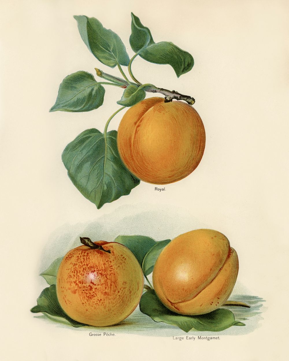 Vintage illustration of an apricot digitally enhanced from our own vintage edition of The Fruit Grower's Guide (1891) by…