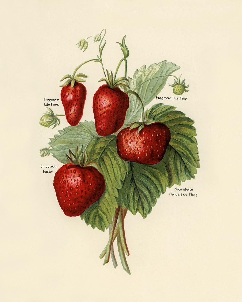 Vintage illustration of strawberries digitally enhanced from our own vintage edition of The Fruit Grower's Guide (1891) by…