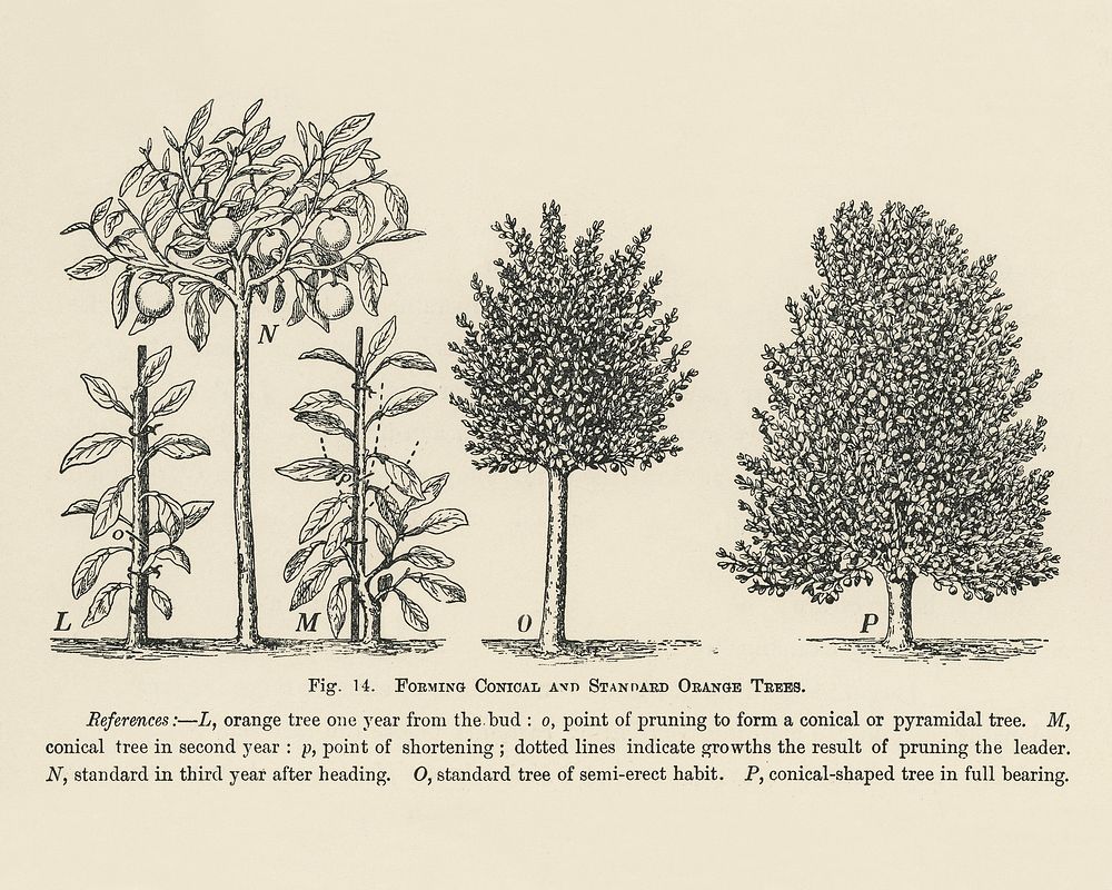 Vintage illustration of trees pruning digitally enhanced from our own vintage edition of The Fruit Grower's Guide (1891) by…