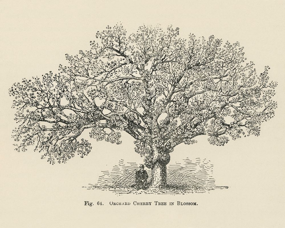 Vintage illustration of orchard cherry tree digitally enhanced from our own vintage edition of The Fruit Grower's Guide…
