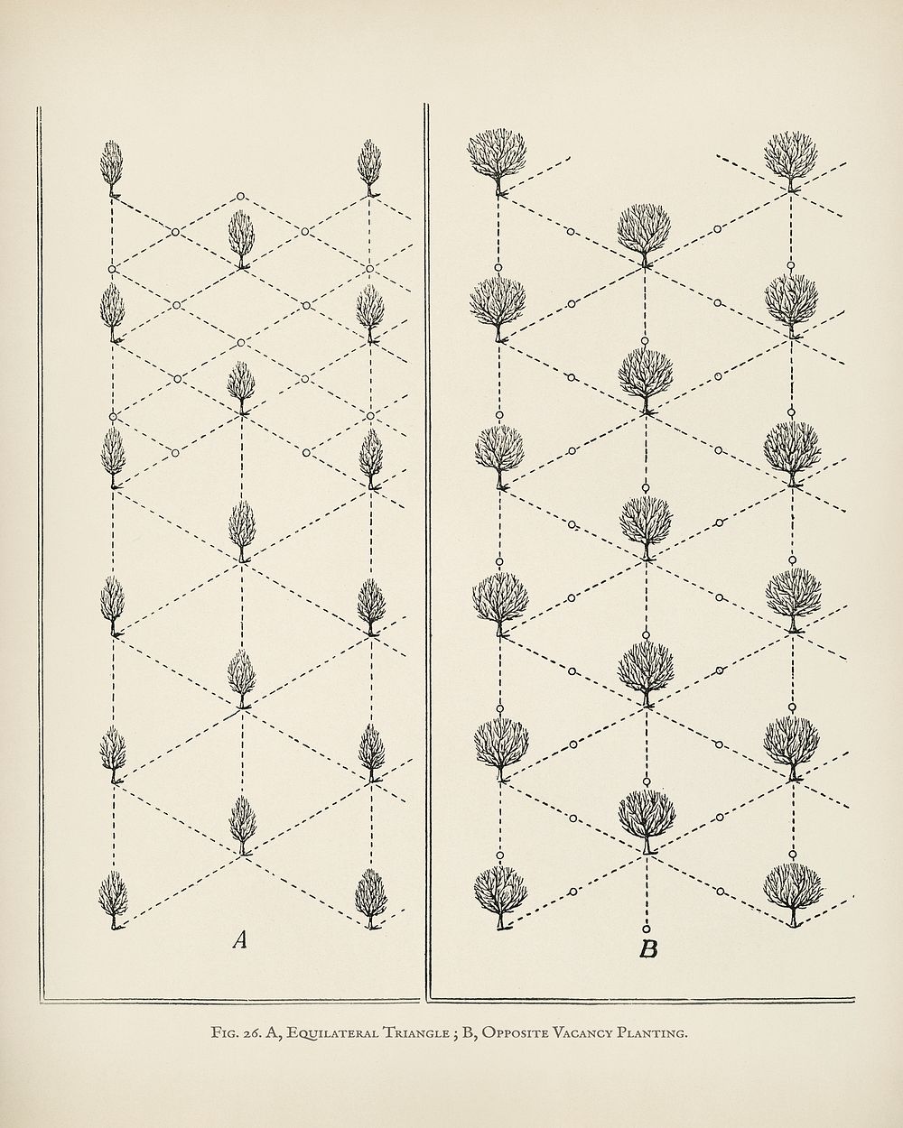 The fruit grower's guide : Vintage illustration of equilateral triangle
