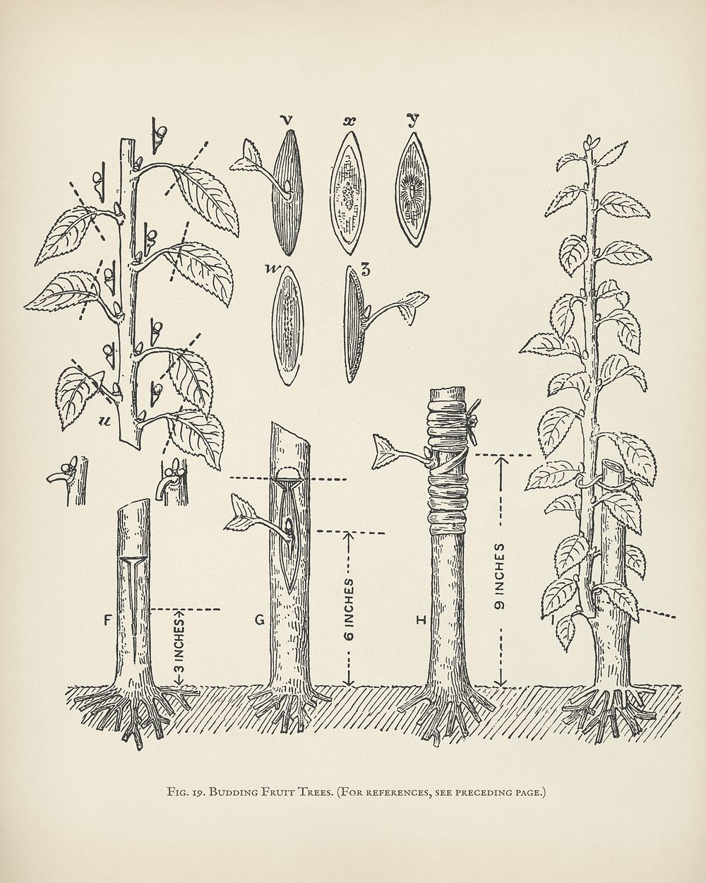 The fruit grower's guide : Vintage illustration of trees