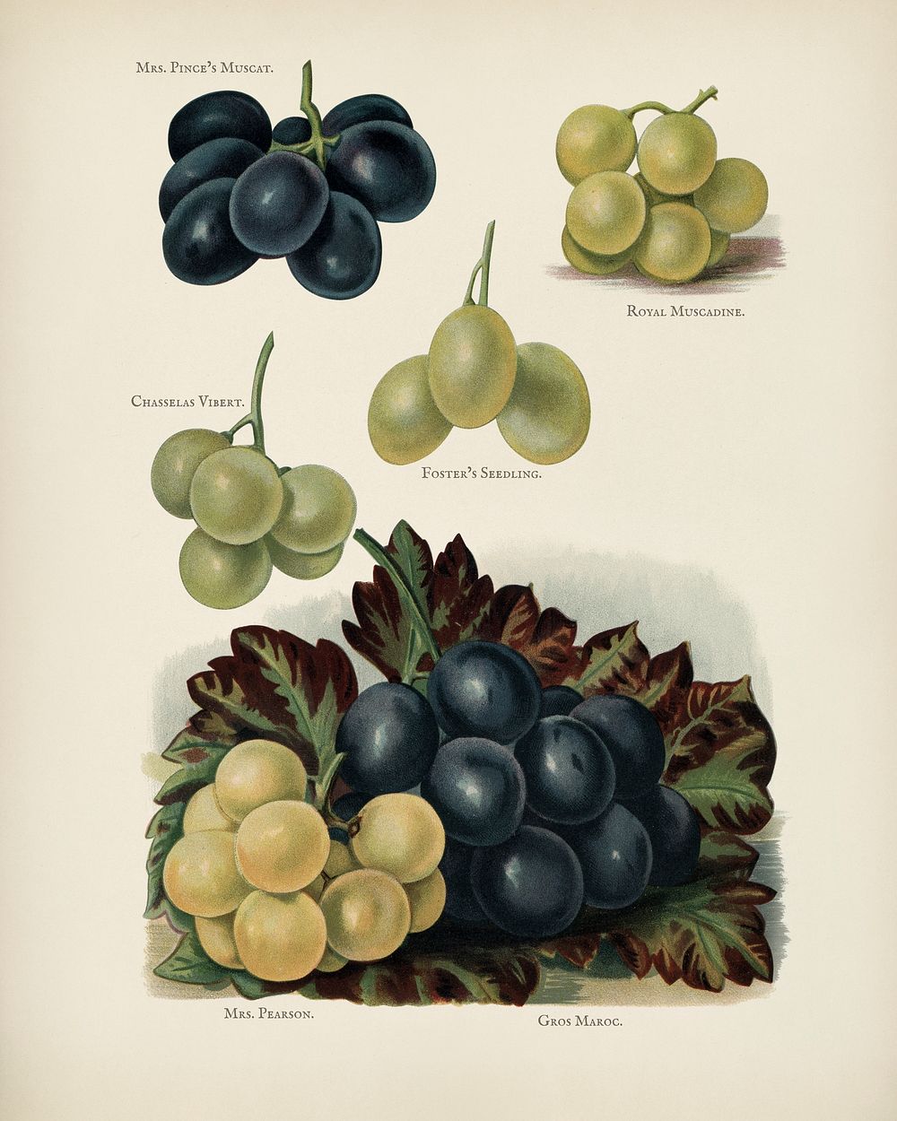The fruit grower's guide : Vintage illustration of grape