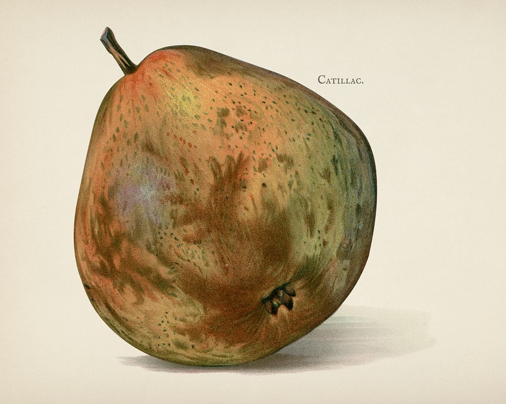 The fruit grower's guide : Vintage illustration of catillac pear