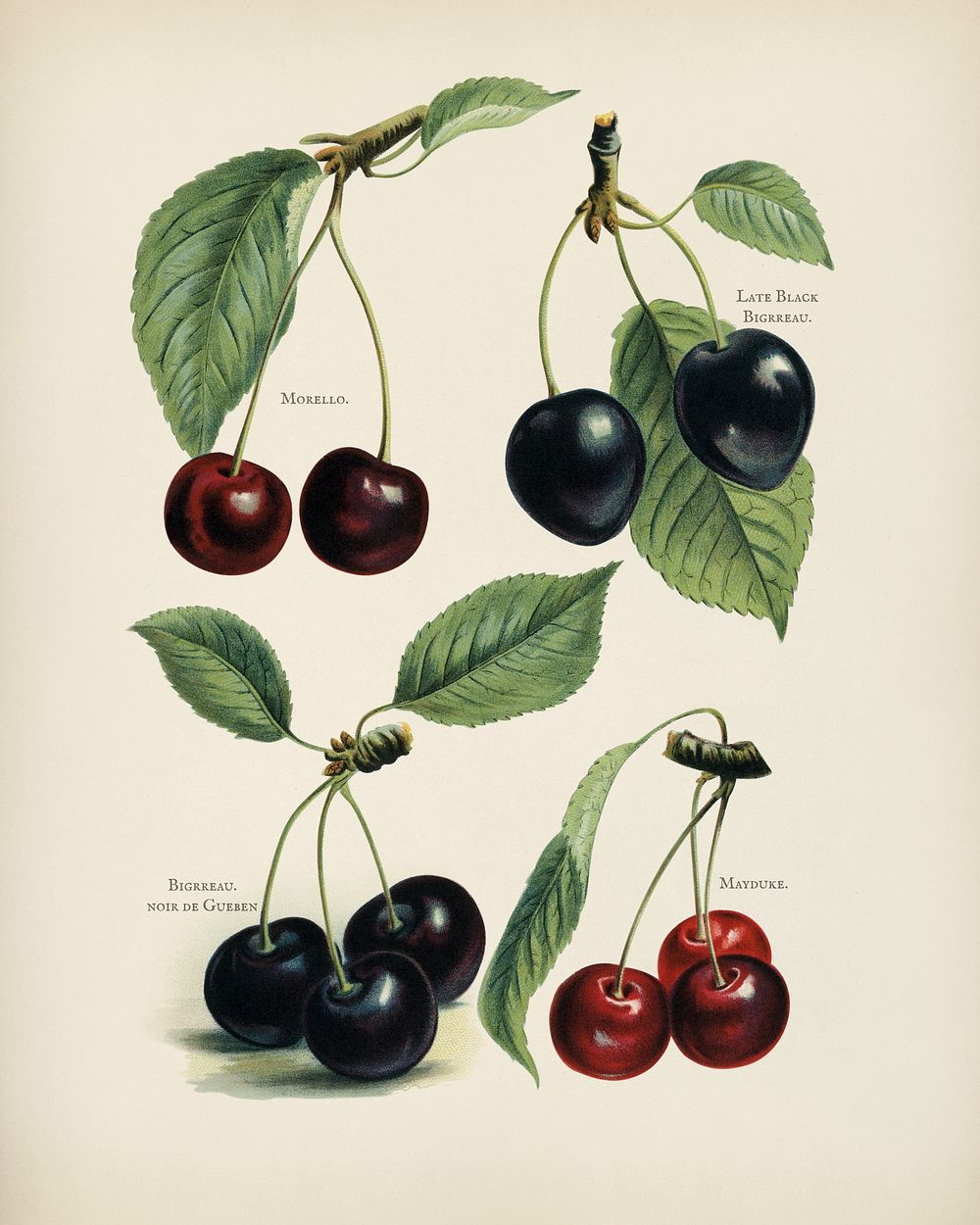 Vintage illustration of cherry digitally enhanced from our own vintage edition of The Fruit Grower's Guide (1891) by John…