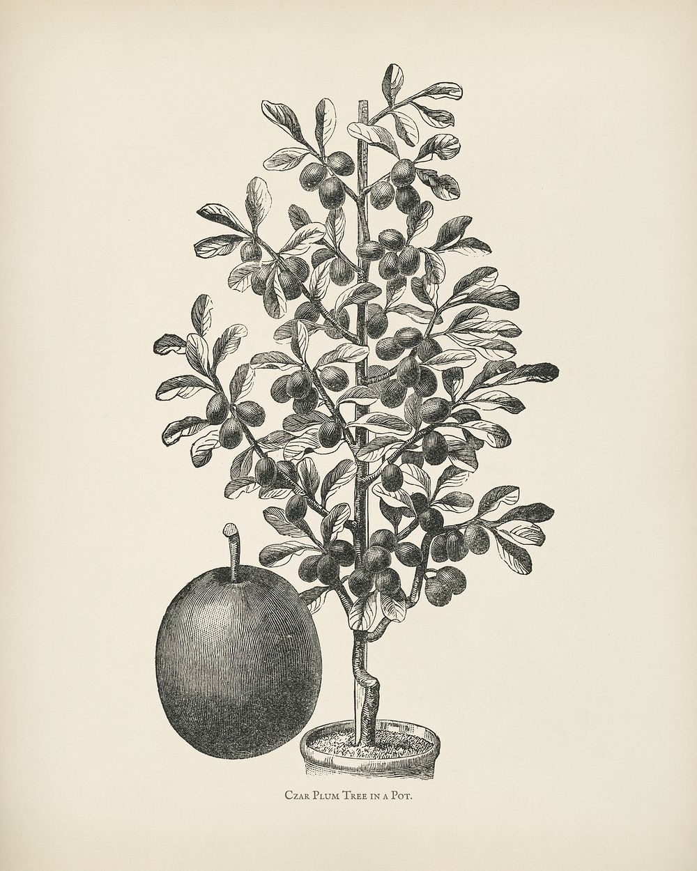 The fruit grower's guide : Vintage illustration of czar plum