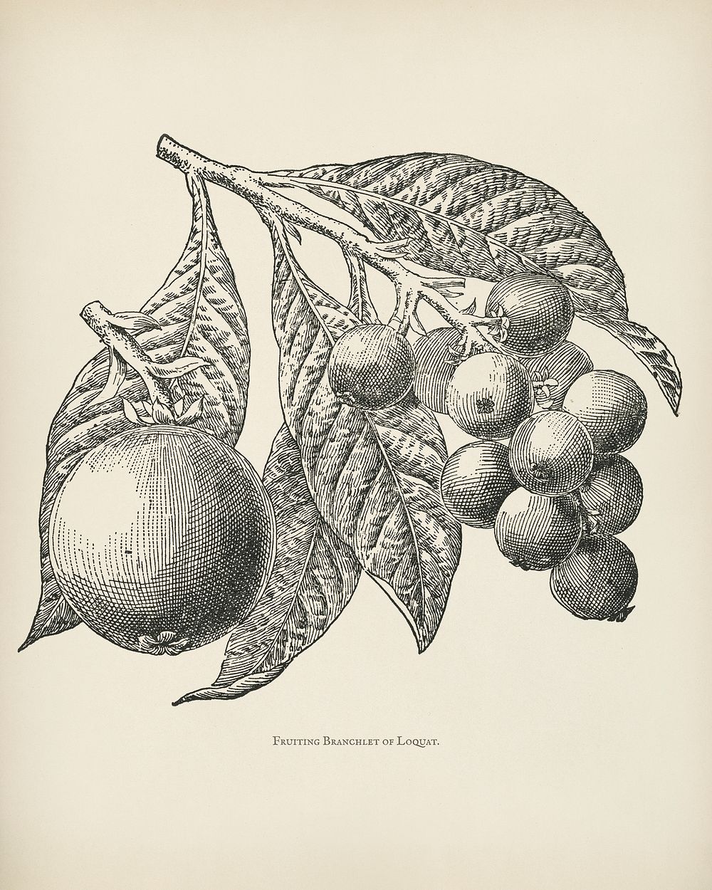 The fruit grower's guide : Vintage illustration of loquat