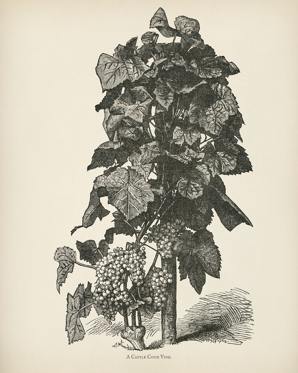 The fruit grower's guide : Vintage illustration of a castle coch vine