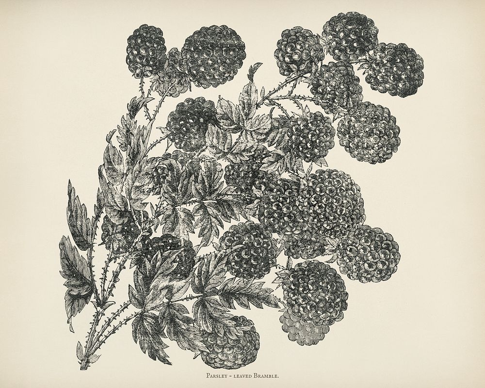 The fruit grower's guide : Vintage illustration of bramble