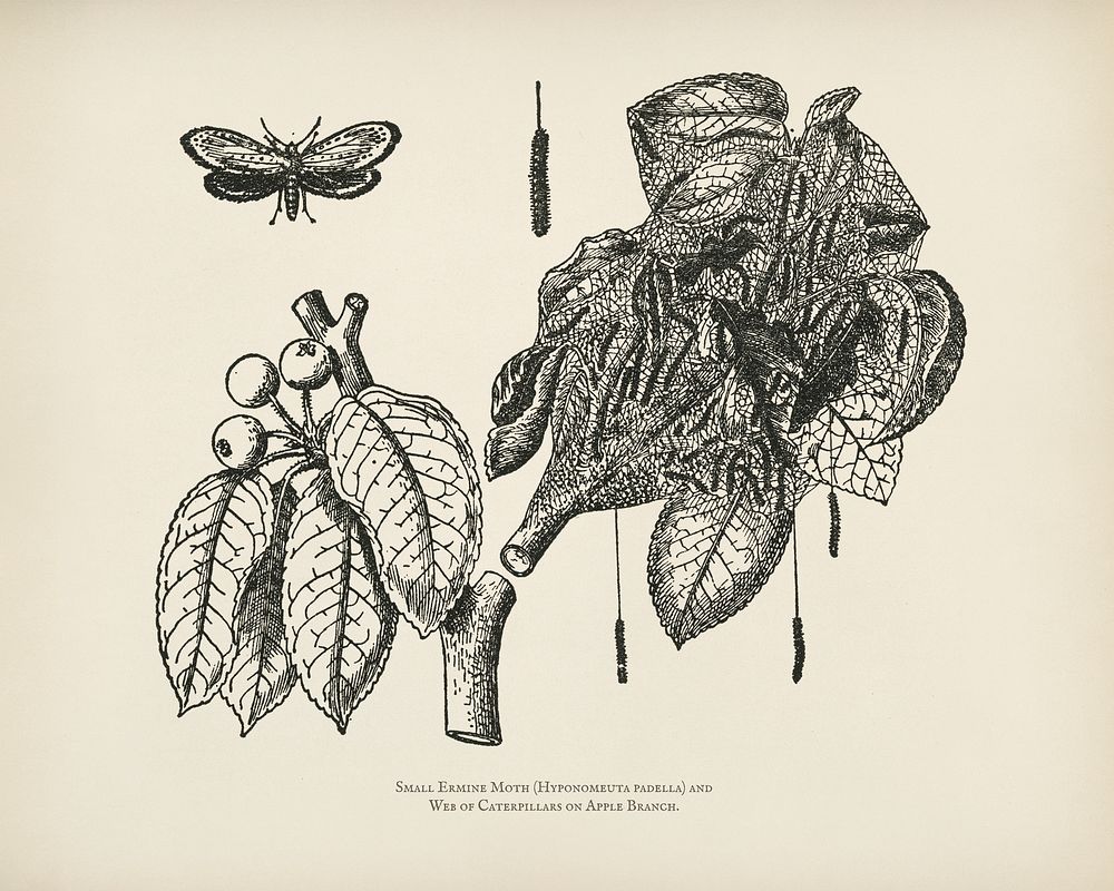 The fruit grower's guide : Vintage illustration of moth