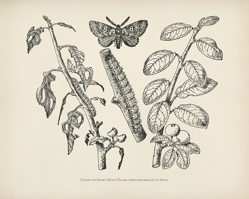 The fruit grower's guide : Vintage illustration of Moth