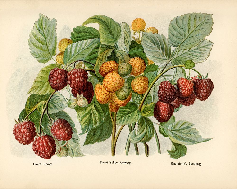 Vintage illustration of raspberry digitally enhanced from our own vintage edition of The Fruit Grower's Guide (1891) by John…