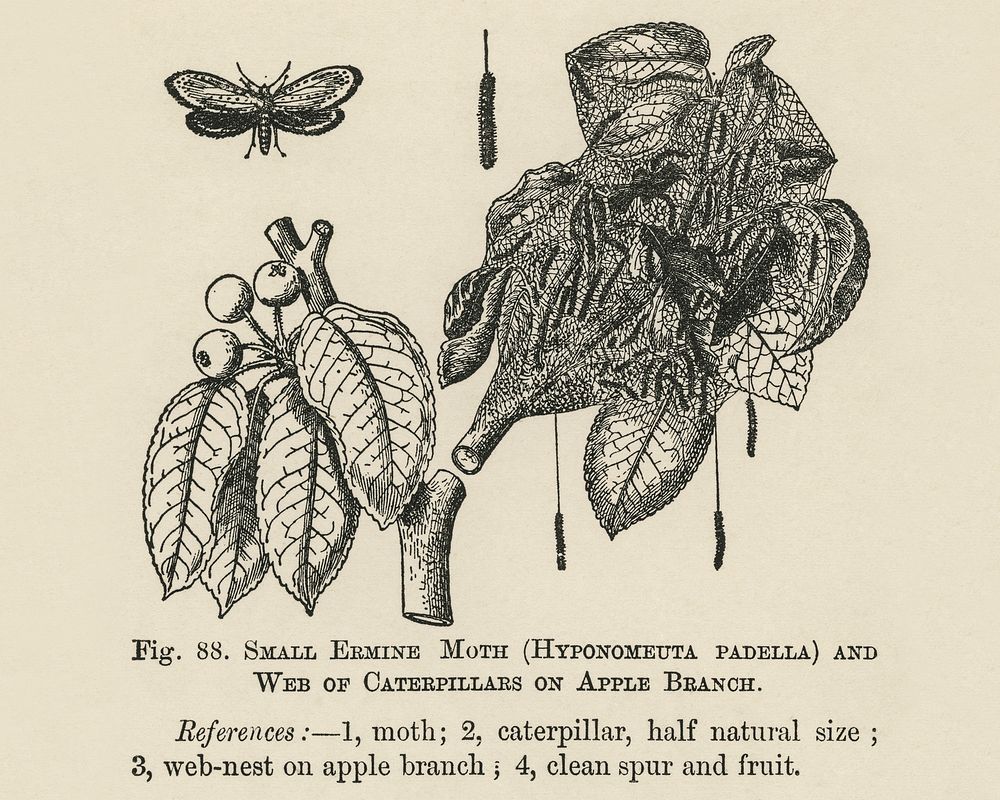 Vintage illustration of moth digitally enhanced from our own vintage edition of The Fruit Grower's Guide (1891) by John…