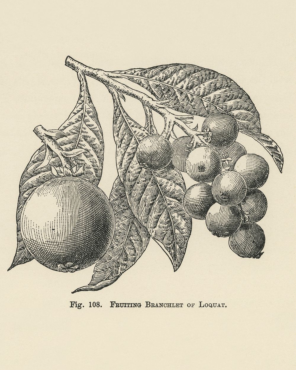 Vintage illustration of loquat digitally enhanced from our own vintage edition of The Fruit Grower's Guide (1891) by John…
